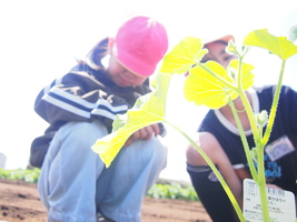 野菜の苗植え4