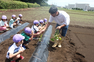 さつまいも苗植え1