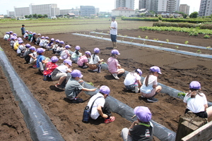 さつまいも苗植え2