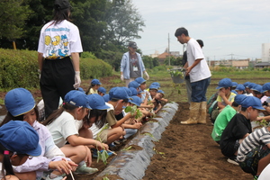 さつまいも苗植え3