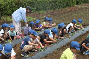 さつまいも苗植え4