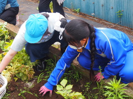 じゃがいも堀り1