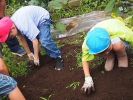 じゃがいも堀り2