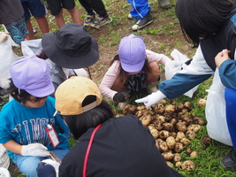 じゃがいも堀り3