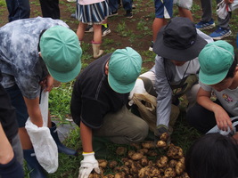 じゃがいも堀り4